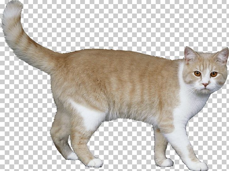Cat Kitten Pet Sitting Felidae Dog PNG, Clipart, American Bobtail, American Shorthair, American Wirehair, Animals, Asian Free PNG Download