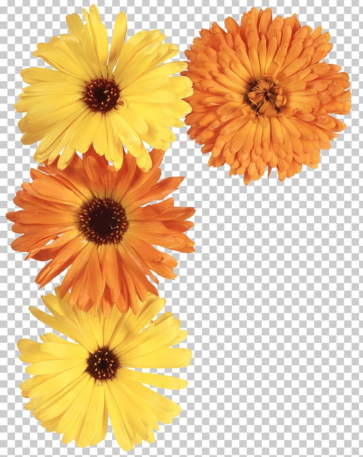 Flower Pot Marigold Daisy Family PNG, Clipart, Annual Plant, Calendula, Cut Flowers, Daisy Family, Flower Free PNG Download