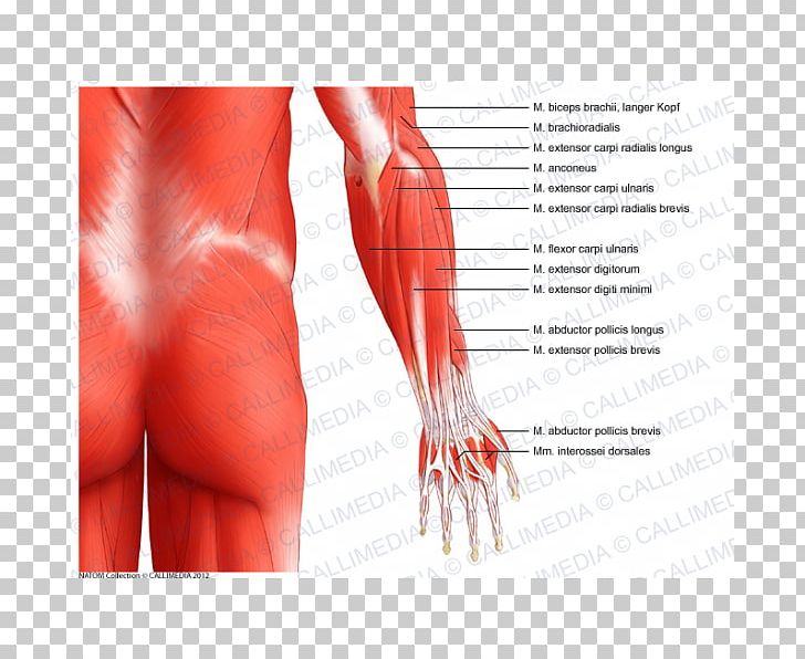 Forearm Muscle Human Body Elbow Anatomy PNG, Clipart, Abdomen, Anatomy, Arm, Biceps, Elbow Free PNG Download
