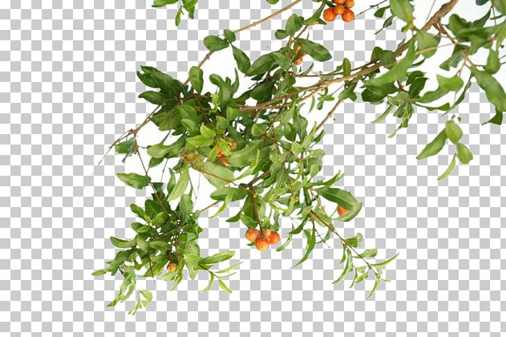 Pomegranate Plant Tree PNG, Clipart, Branch, Christmas Tree, Encapsulated Postscript, Euclidean Vector, Family Tree Free PNG Download