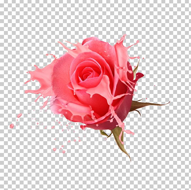 Rosa Chinensis Designer PNG, Clipart, Closeup, Computer Wallpaper, Creative Artwork, Creative Background, Creative Flower Free PNG Download