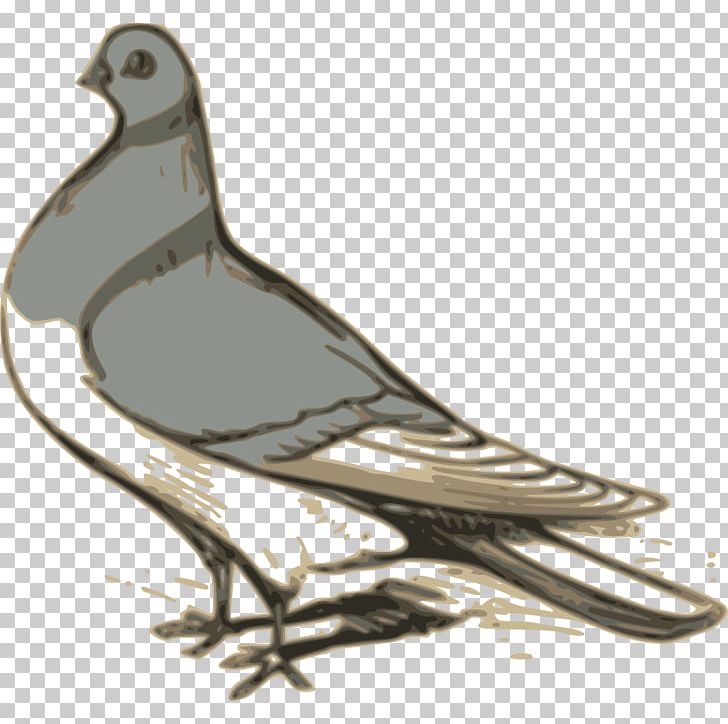 Columbidae English Carrier Pigeon Homing Pigeon Bird PNG, Clipart, Animal, Animals, Beak, Bird, Columbidae Free PNG Download