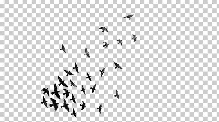 Light Statistical Dispersion PNG, Clipart, Animal Migration, Beak, Bird, Bird Migration, Black Free PNG Download
