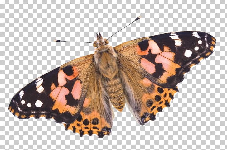 Swallowtail Butterfly Vanessa Cardui Black Swallowtail Eastern Tiger Swallowtail PNG, Clipart, Arthropod, Brush Footed Butterfly, Butterfly, Insect, Insects Free PNG Download
