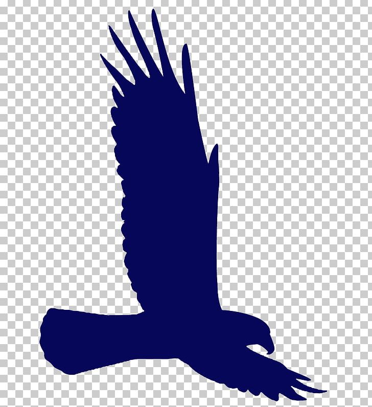 Bald Eagle Silhouette Drawing PNG, Clipart, Bald Eagle, Beak, Bird, Bird Of Prey, Drawing Free PNG Download