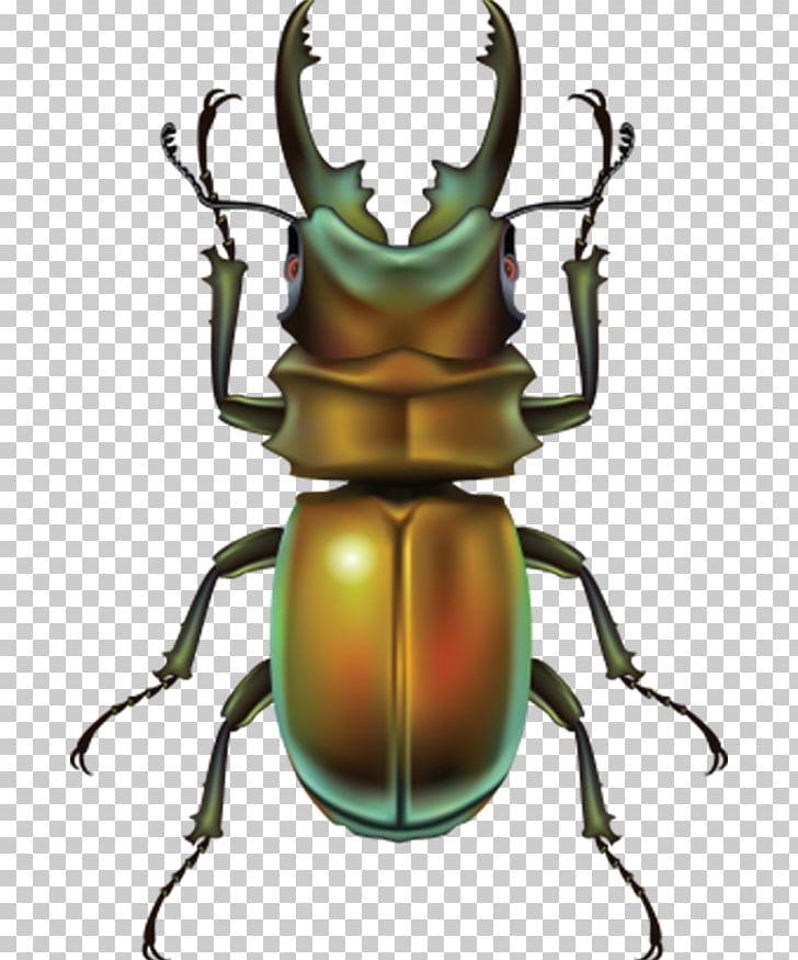 Beetle PNG, Clipart, Animals, Arthropod, Bright, Bright Shell, Brown Background Free PNG Download