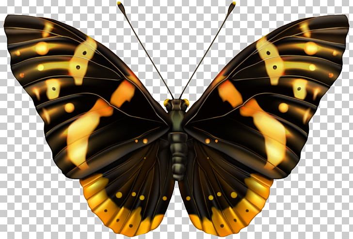 Butterfly PNG, Clipart, Arthropod, Black And Orange, Brown, Brush Footed Butterfly, Butterflies Free PNG Download