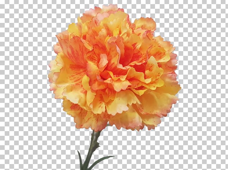 Carnation Cut Flowers Peony Petal PNG, Clipart, Carnation, Carnation Flower, Cut Flowers, Flower, Flowering Plant Free PNG Download