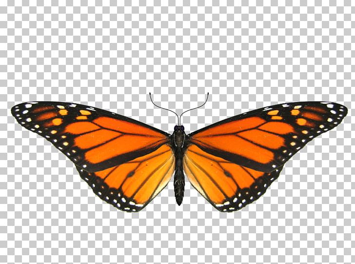 Monarch Butterfly Insect PNG, Clipart, Animation, Brush Footed Butterfly, Free Content, Glitter Animation, Insect Free PNG Download