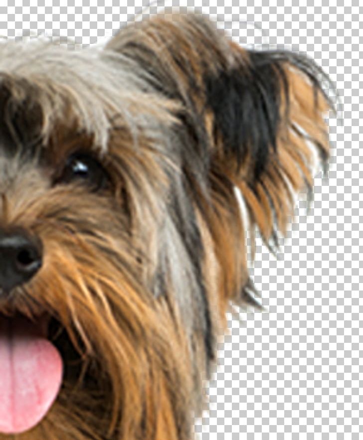 Yorkshire Terrier Airedale Terrier Puppy Scottish Terrier West Highland White Terrier PNG, Clipart, Airedale Terrier, Ame, Animals, Carnivoran, Companion Dog Free PNG Download