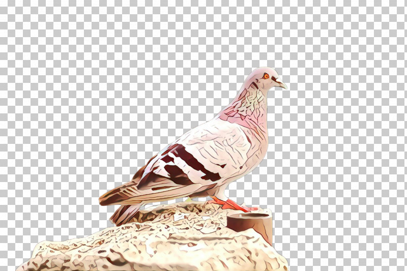 Feather PNG, Clipart, Beak, Bird, Feather, Figurine, Pigeons And Doves Free PNG Download