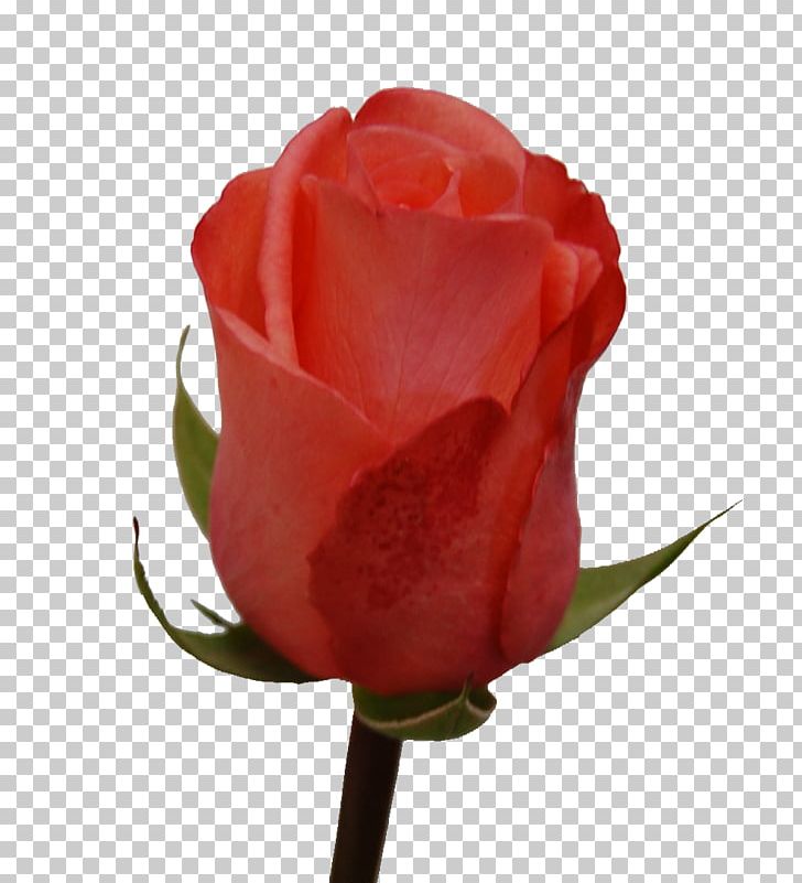 Garden Roses Cabbage Rose Floribunda Cut Flowers Petal PNG, Clipart,  Free PNG Download