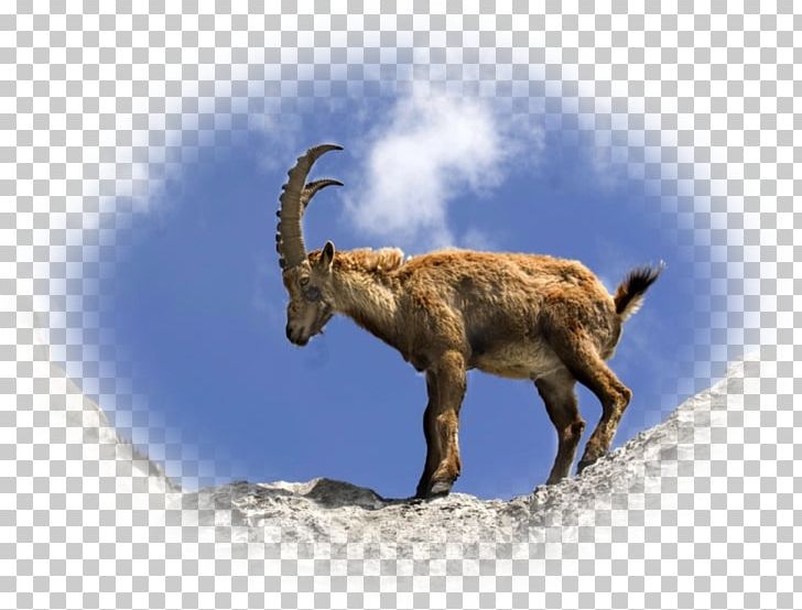 Goat Chamois Alpine Ibex Animal Lynx PNG, Clipart, Alpine Ibex, Animal, Animals, Cattle, Cattle Like Mammal Free PNG Download