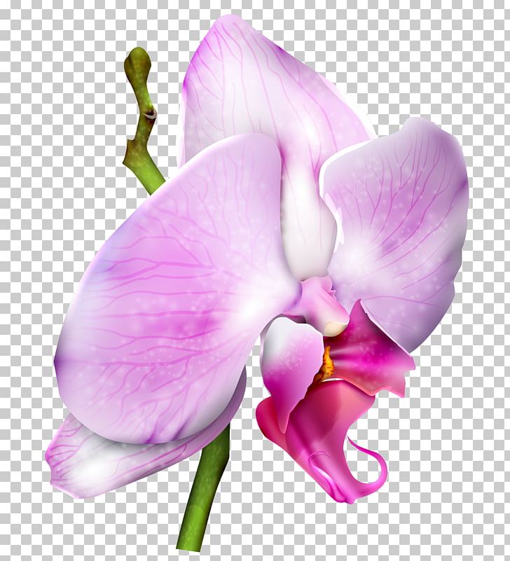Moth Orchids PNG, Clipart, Cattleya, Circles Around A Tree, Computer Wallpaper, Cut Flowers, Everlasting Sweet Pea Free PNG Download