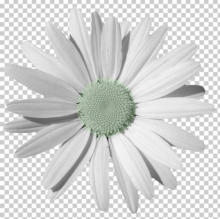 Chamomile Common Daisy PNG, Clipart, Abstract, Background, Black And White, Creative Abstract Flowers, Creative Floral Patterns Free PNG Download