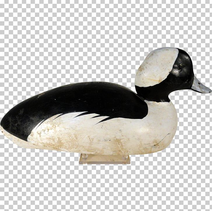 Duck Goose Fauna Beak PNG, Clipart, Animals, Beak, Bird, Decoy, Duck Free PNG Download