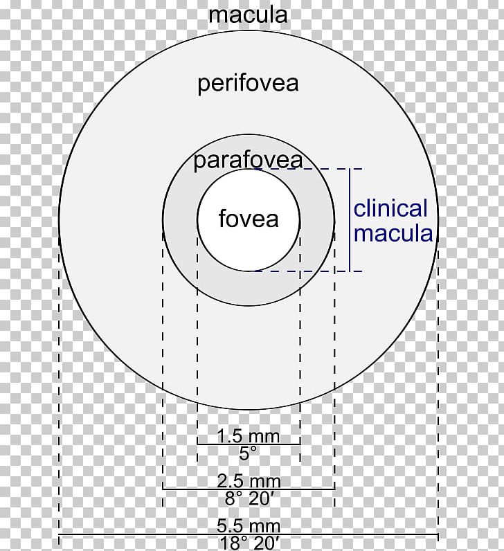 imgbin-parafovea-macula-of-retina-fovea-centralis-perifovea-eye-dTvdT8ALSZ1h8U9AhEVjUbxDL.jpg