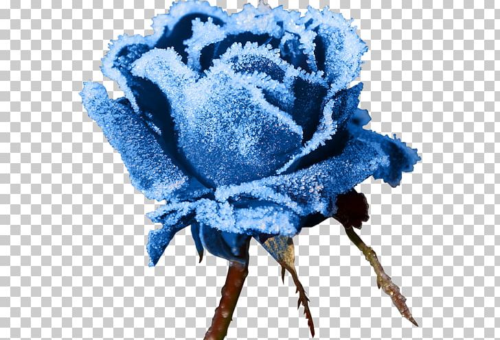 Rose Frost Snowflake Winter Flower PNG, Clipart, Black Rose, Blue, Blue Rose, Color, Cut Flowers Free PNG Download