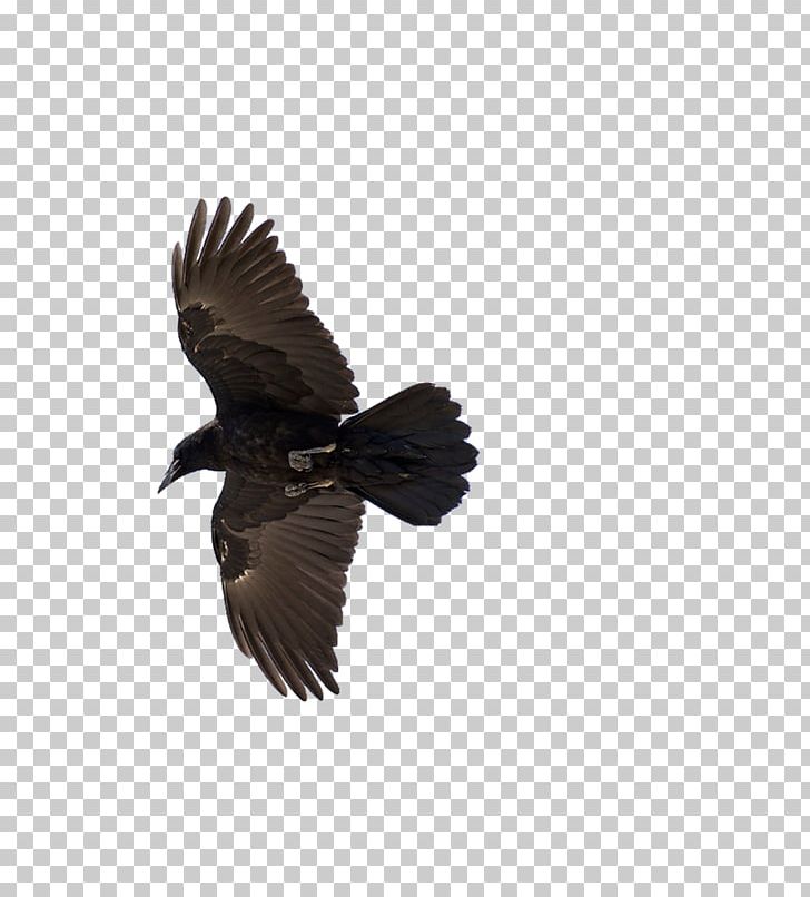 American Crow Common Raven Bird Flight PNG, Clipart, American Crow, Animals, Aviary, Beak, Bird Free PNG Download