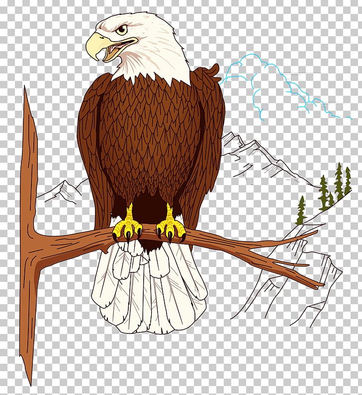 Bald Eagle PNG, Clipart, Animals, Beak, Bird, Bird Of Prey, Cartoon Free PNG Download