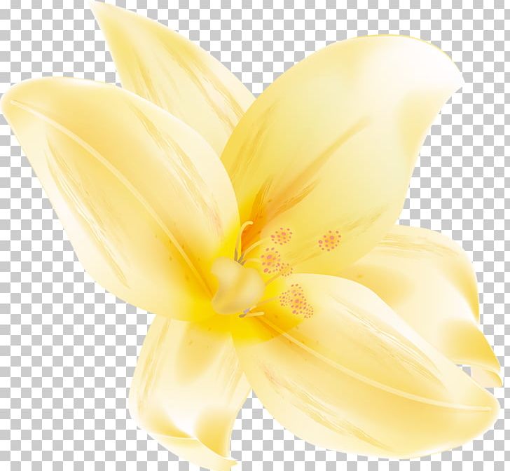 Cut Flowers Lilium Petal Plant PNG, Clipart, Closeup, Closeup, Cut Flowers, Daylily, Family Free PNG Download