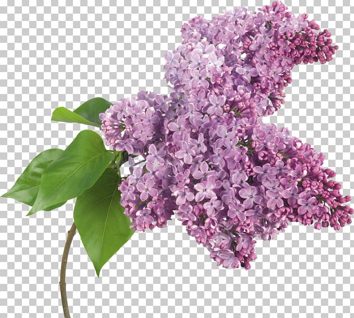 Lilac PNG, Clipart, Branch, Cut Flowers, Digital Image, Dots Per Inch, Flower Free PNG Download