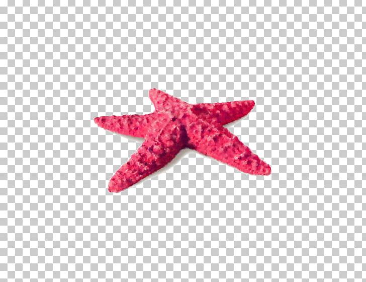 Starfish Sea PNG, Clipart, Animals, Decoration, Echinoderm, Element, Free Free PNG Download