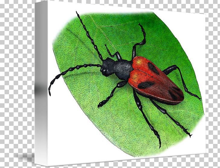 Beetle Drawing Art Illustrator PNG, Clipart, Animals, Art, Arthropod, Beetle, Biological Illustration Free PNG Download
