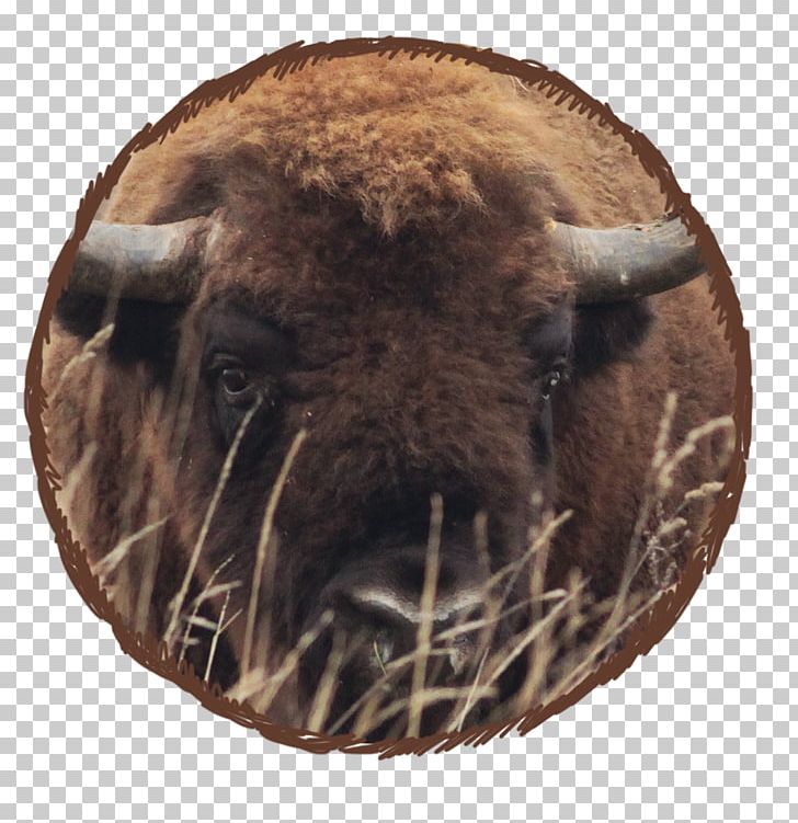 Bison Winter Hibernation Terrestrial Animal PNG, Clipart, Animal, Animals, Beauty, Bison, Cattle Like Mammal Free PNG Download