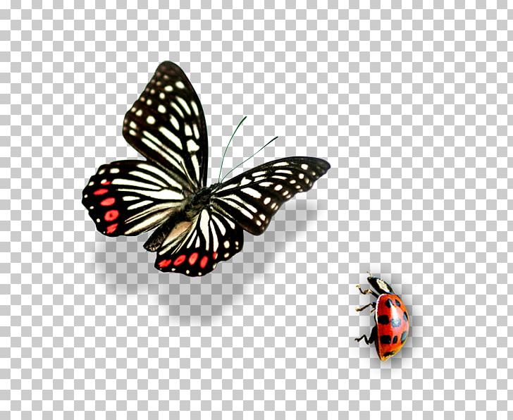 Butterfly Insect PNG, Clipart, Animals, Arthropod, Blue, Brush Footed Butterfly, Clips Free PNG Download