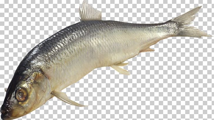Sardine Fish Products PNG, Clipart, Anchovy, Animal Source Foods, Barramundi, Bony Fish, Capelin Free PNG Download