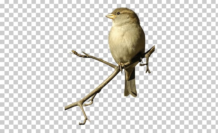 Sparrow On Double Branche PNG, Clipart, Animals, Birds, Sparrows Free PNG Download