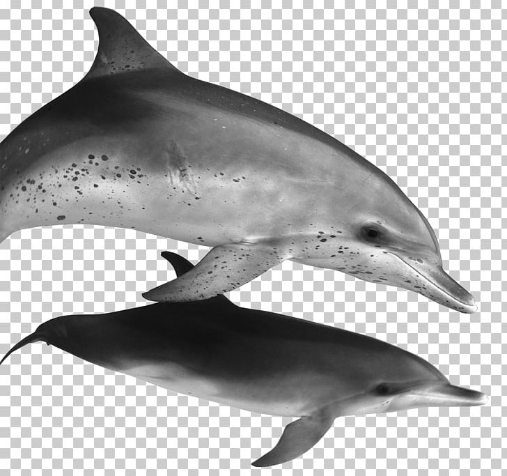 Spinner Dolphin Common Bottlenose Dolphin Striped Dolphin Rough-toothed Dolphin Short-beaked Common Dolphin PNG, Clipart, Bottlenose Dolphin, Fauna, Mammal, Marine Biology, Marine Mammal Free PNG Download