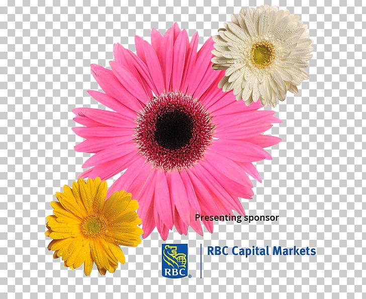 Transvaal Daisy Eating Disorder Cause Of Death Chrysanthemum PNG, Clipart, Annual Plant, Aster, Cause, Cause Of Death, Chrysanthemum Free PNG Download