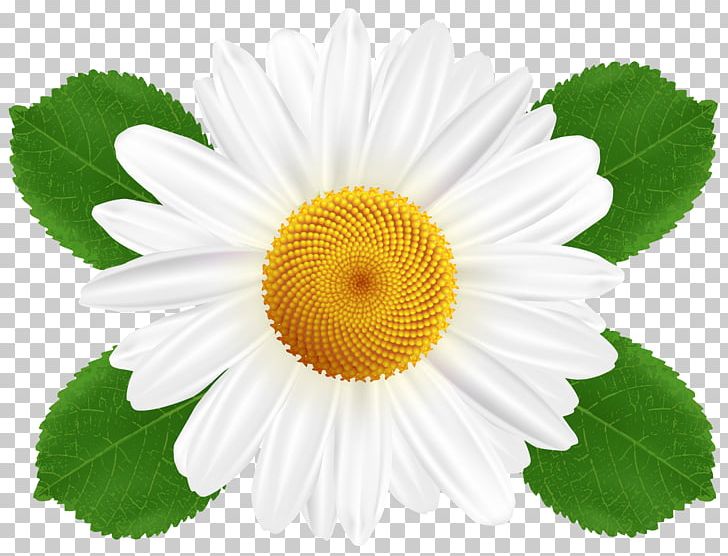Common Daisy Flower Chamomile PNG, Clipart, Annual Plant, Camomile, Chamomile, Chrysanths, Clip Art Free PNG Download