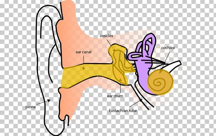 Ear Anatomy Inner Ear Eardrum PNG, Clipart, Angle, Area, Arm, Art, Cartoon Free PNG Download