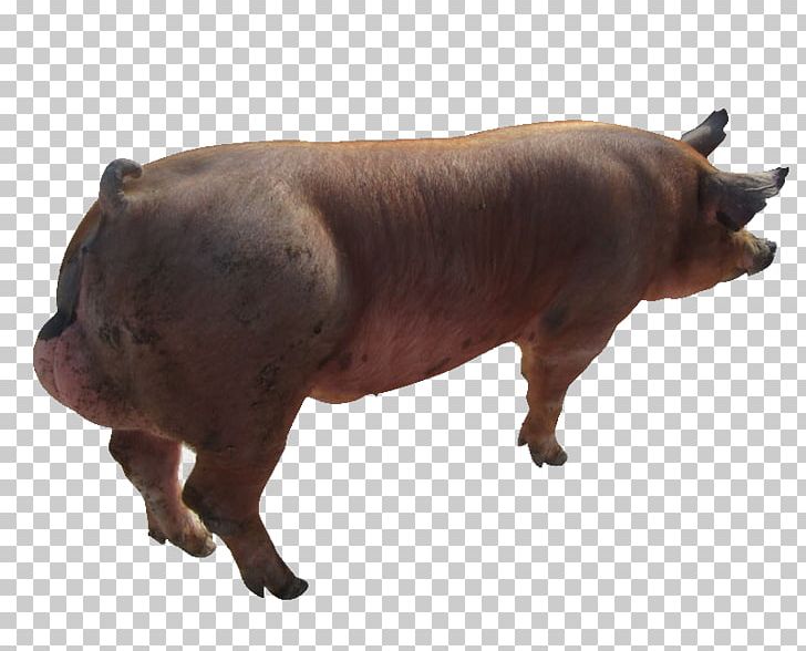 Black Iberian Pig Wild Boar Game PNG, Clipart, Animal, Animals, Anxious, Black Iberian Pig, Boar Free PNG Download