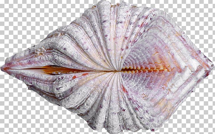 Cockle Seashell Oyster Clam Conchology PNG, Clipart, Advertising, Animals, Clam, Clams Oysters Mussels And Scallops, Cockle Free PNG Download