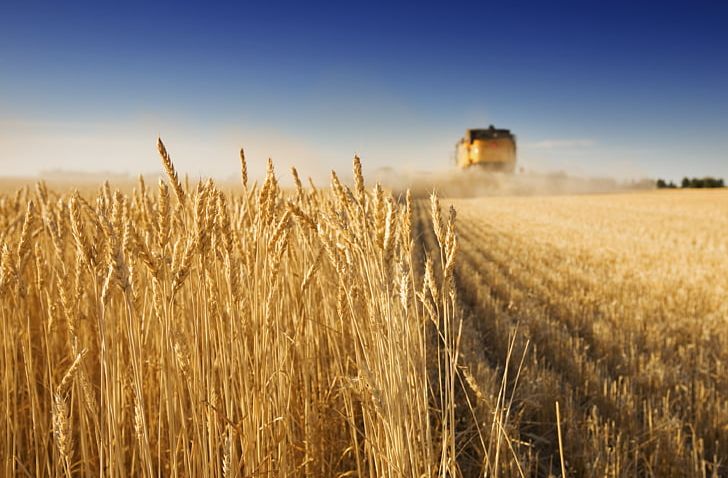 Genetically Modified Wheat Crop Agriculture Harvest PNG, Clipart, Barley, Cereal, Commodity, Computer Wallpaper, Crop Yield Free PNG Download