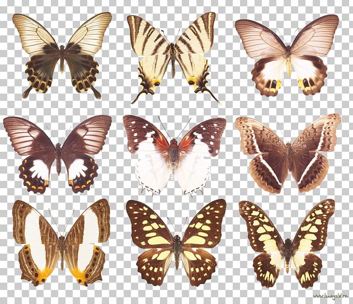 Nymphalidae Butterfly Moth Insect Nature PNG, Clipart, Arthropod, Brush Footed Butterfly, Butterflies And Moths, Butterfly, Christmas Free PNG Download