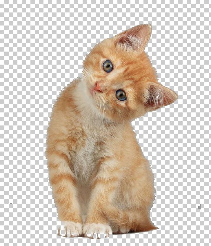 Scottish Fold Munchkin Cat Kitten Dog PNG, Clipart, Animal, Animals, Carnivoran, Cat, Cat Like Mammal Free PNG Download