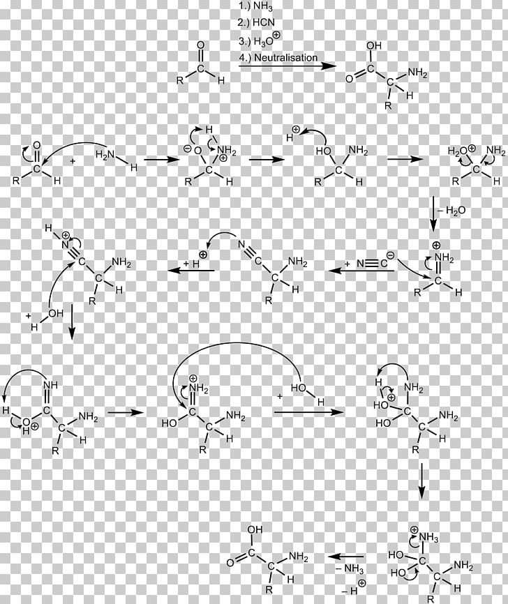 Strecker Amino Acid Synthesis Chemical Synthesis Cyanide Chemical Reaction Hydrolysis PNG, Clipart, Aldehyde, Alemania, Amino, Amino Acid, Angle Free PNG Download