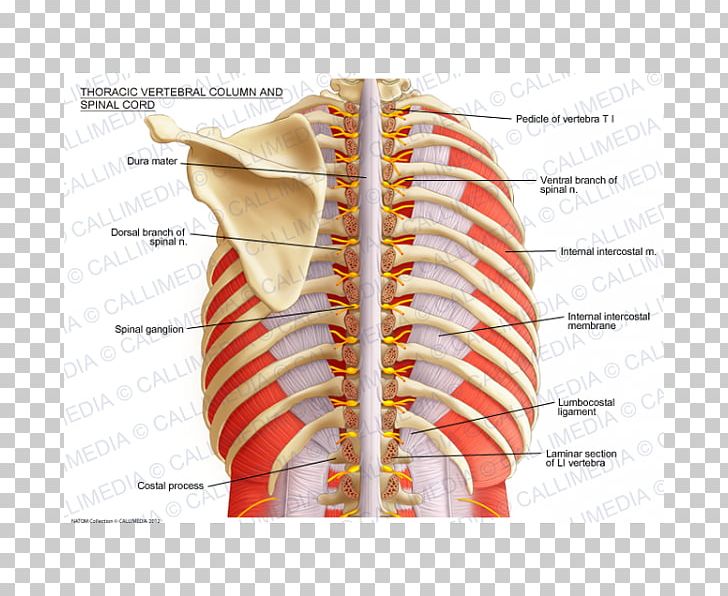 Vertebral Column Spinal Cord Thoracic Vertebrae Anatomy Spinal Nerve PNG, Clipart, Abdomen, Anatomy, Human Anatomy, Human Body, Intercostal Muscle Free PNG Download