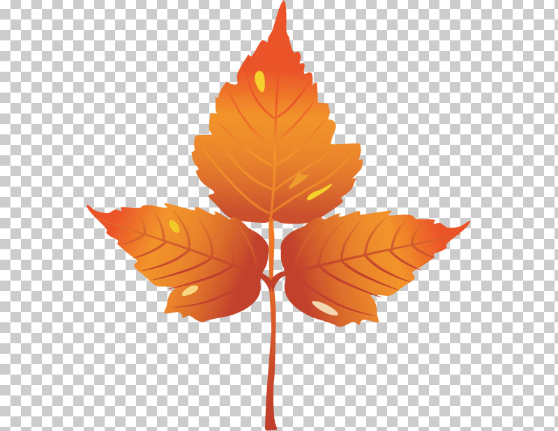 Maple Leaf PNG, Clipart, Autumn, Cartoon, Gratis, Kilobyte, Leaf Free PNG Download