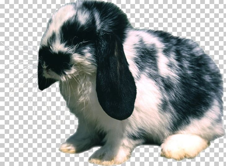 Domestic Rabbit Hare PNG, Clipart, Animal, Animals, Domestic Rabbit, Easter, Fur Free PNG Download