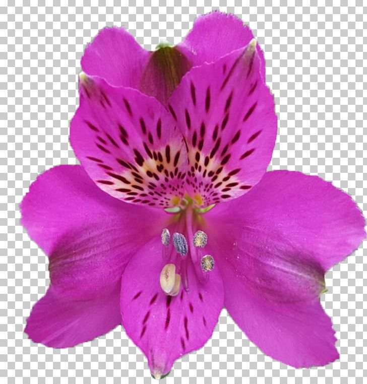 Lily Of The Incas Dalat Hasfarm Violet Color Red PNG, Clipart, Alstroemeria, Alstroemeriaceae, Annual Plant, Color, Da Lat Free PNG Download