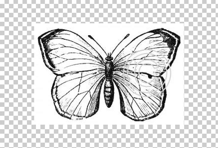 Monarch Butterfly Pieridae Moth Brush-footed Butterflies PNG, Clipart, Arthropod, Black And White, Brush Footed Butterfly, Butterflies And Moths, Butterfly Free PNG Download