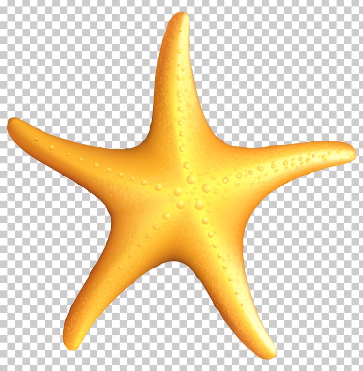 Starfish PNG, Clipart, A Sea Star, Beach, Clipart, Clip Art, Color Free PNG Download