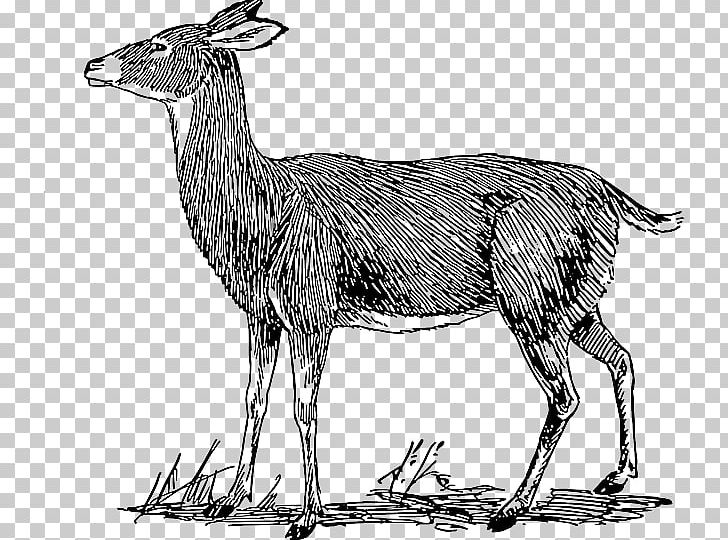 White-tailed Deer Drawing PNG, Clipart, Animals, Antelope, Antler, Art, Black And White Free PNG Download