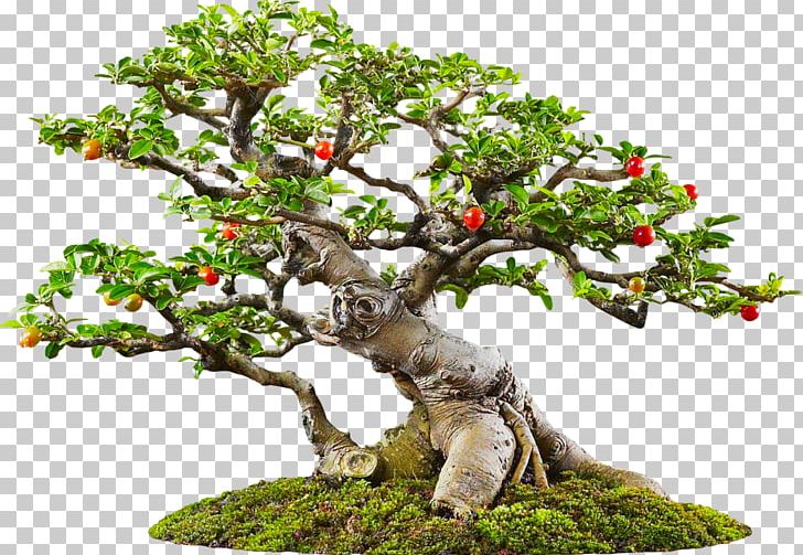Yixing Sageretia Theezans Bonsai Tree PNG, Clipart, Bonsai, Bonsai Tree, Branch, Computer Icons, Flowerpot Free PNG Download